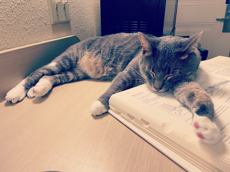 Meow the cat